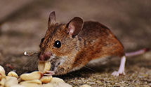 24 Hour & Emergency Exterminators in Mebane, NC